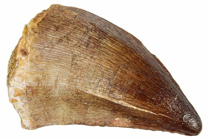 Fossil Mosasaur (Prognathodon) Tooth - Morocco #249727